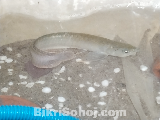 Silver arowana